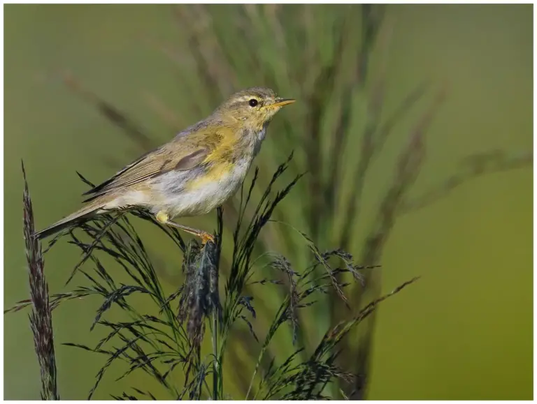 Lövsångare - (Willow Warbler)