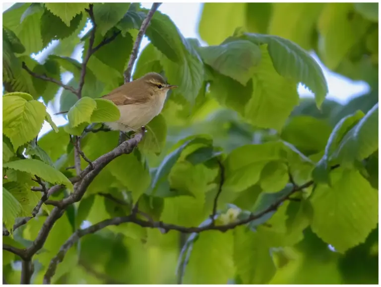 Lundsångare - (Greenish Warbler)