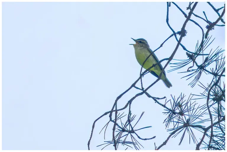 Lundsångare - (Greenish Warbler) - sjunger