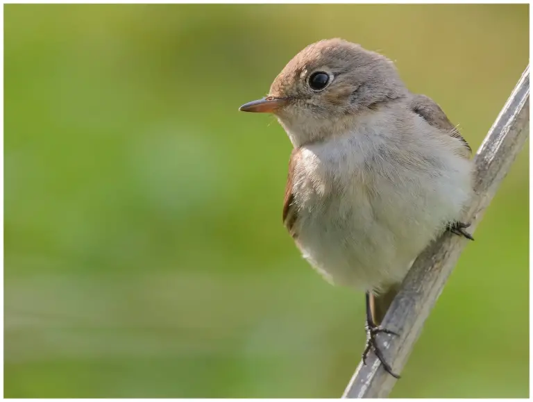 Mindre Flugsnappare - (Red-breasted Flycatcher) - honfärgad som sitter på en tunn gren