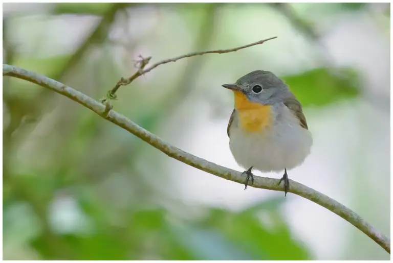 Mindre Flugsnappare - (Red-breasted Flycatcher) - hane sitter på en gren i skogen