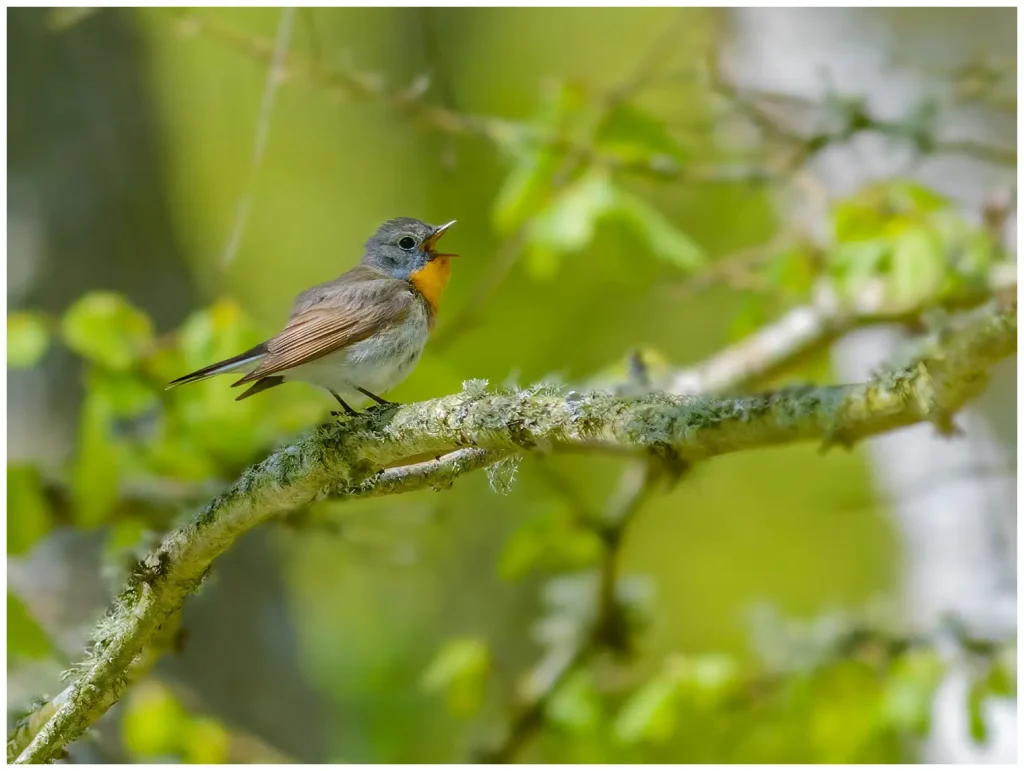 Mindre Flugsnappare - Red-breasted Flycatcher hane sjunger i skogen, sitter på en gren med öppen näbb