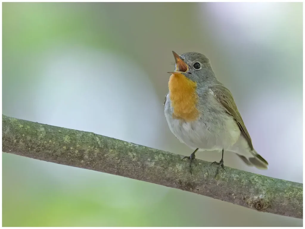 Mindre Flugsnappare - Red-breasted Flycatcher hane som sitter på en gren i skogen och sjunger med näbben helt öppen