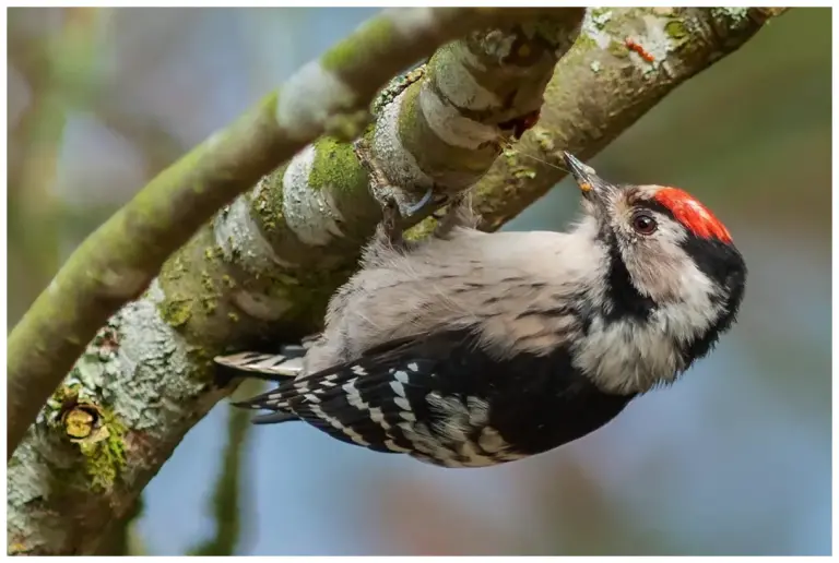 Mindre Hackspett - (Lesser Spotted Woodpecker)