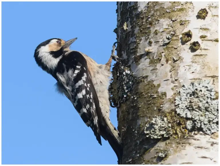 Mindre Hackspett - (Lesser Spotted Woodpecker)