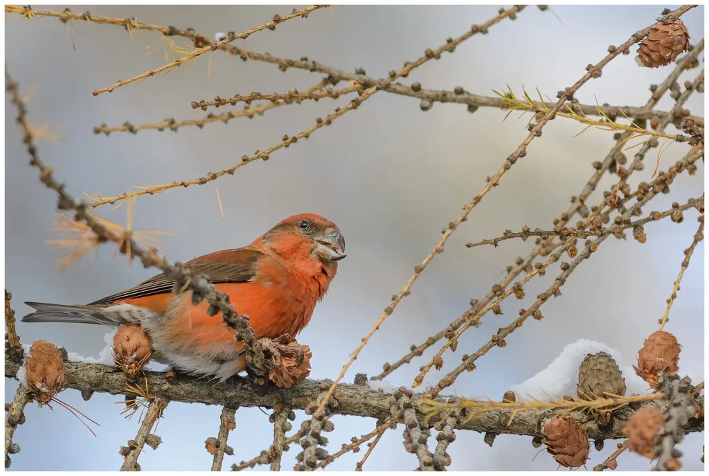 Mindre Korsnäbb - Common Crossbill mindre korsnäbb i lärkträd