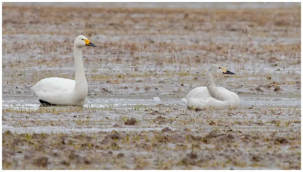 Mindre Sångsvan - Tundra Swan en adult och ungfågel på en översvämmad åker