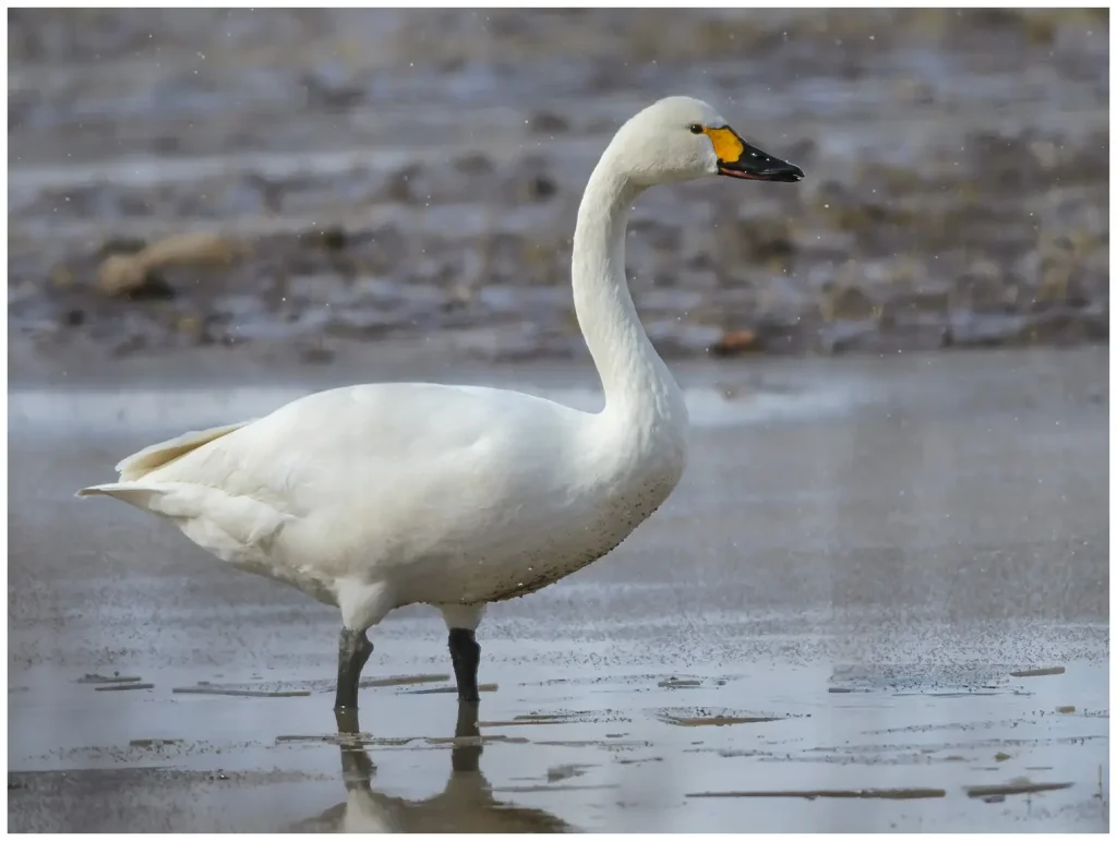 Mindre Sångsvan - Tundra Swan på en översvämmad åker
