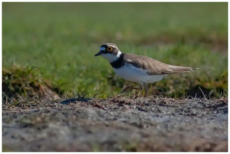 Mindre Strandpipare - (Little Ringed Plover)