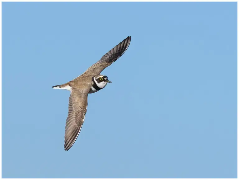 Mindre Strandpipare - (Little Ringed Plover) - flygande