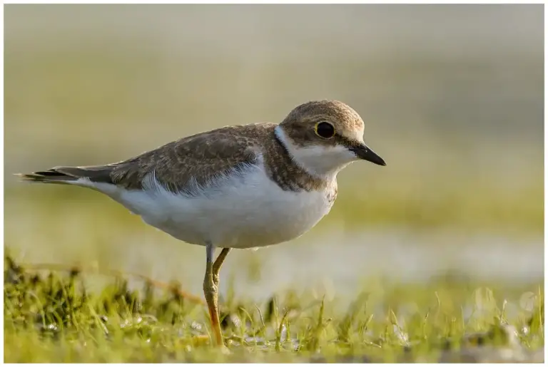 Mindre Strandpipare - (Little Ringed Plover)