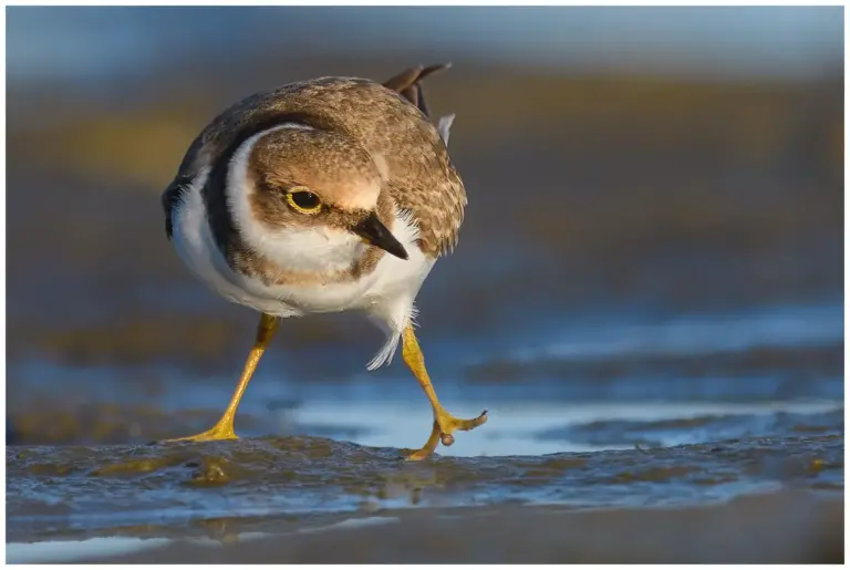 Mindre Strandpipare - (Little Ringed Plover)