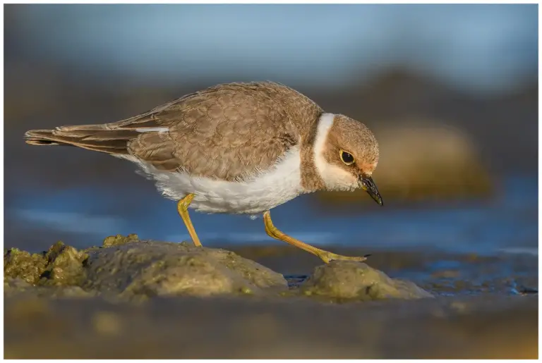 Mindre Strandpipare - (Little Ringed Plover) - som letar föda