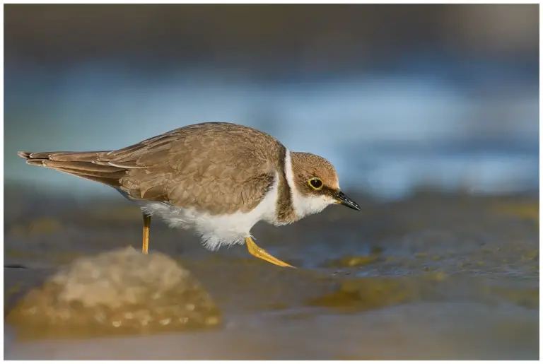 Mindre Strandpipare - (Little Ringed Plover)