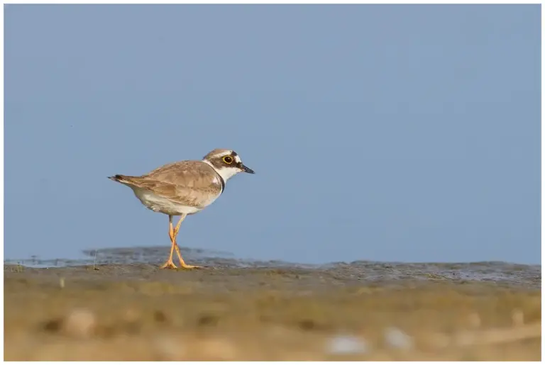 Mindre Strandpipare - (Little Ringed Plover)