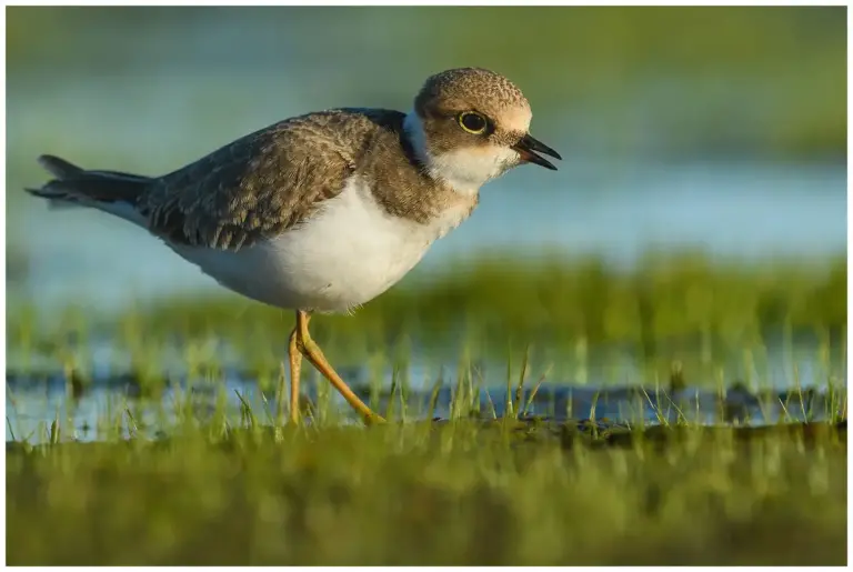 Mindre Strandpipare - (Little Ringed Plover)