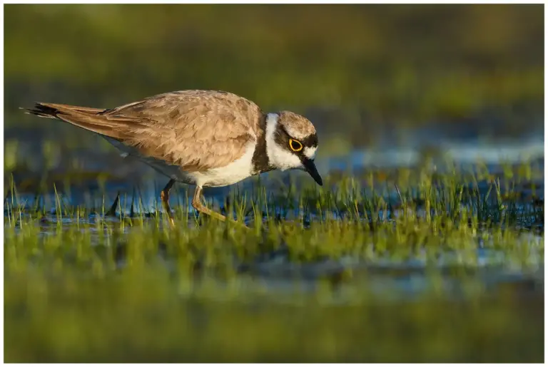 Mindre Strandpipare - (Little Ringed Plover)