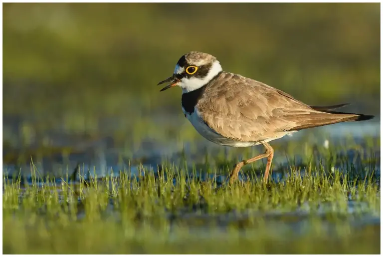 Mindre Strandpipare - (Little Ringed Plover)