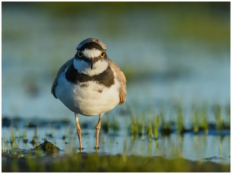 Mindre Strandpipare - (Little Ringed Plover) - rakt framifrån