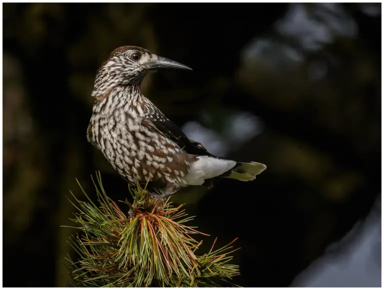 nötkråka - (spotted - nutcracker)