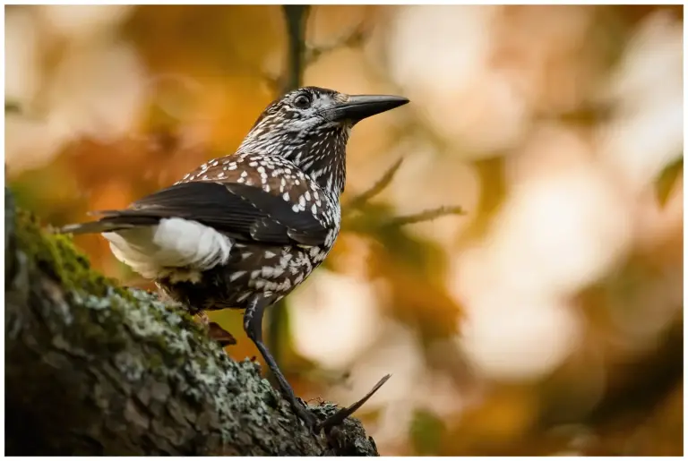 nötkråka - (spotted - nutcracker)