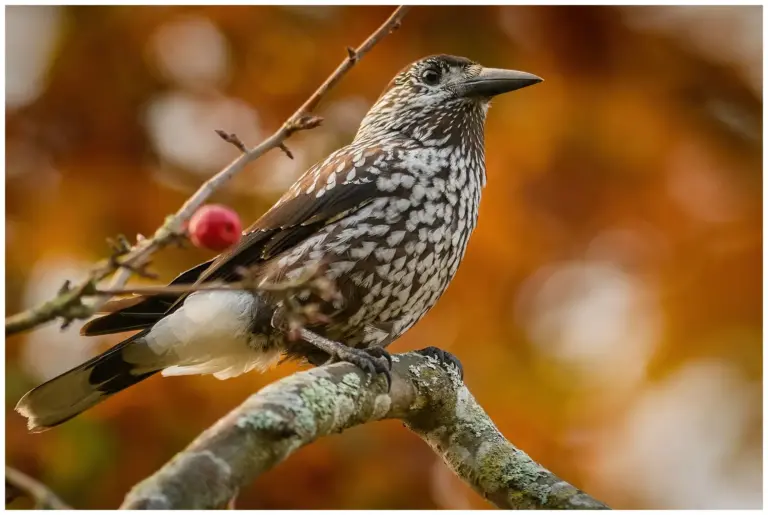 nötkråka - (spotted - nutcracker)