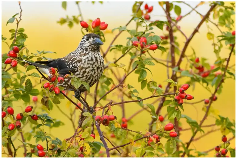 nötkråka - (spotted - nutcracker)