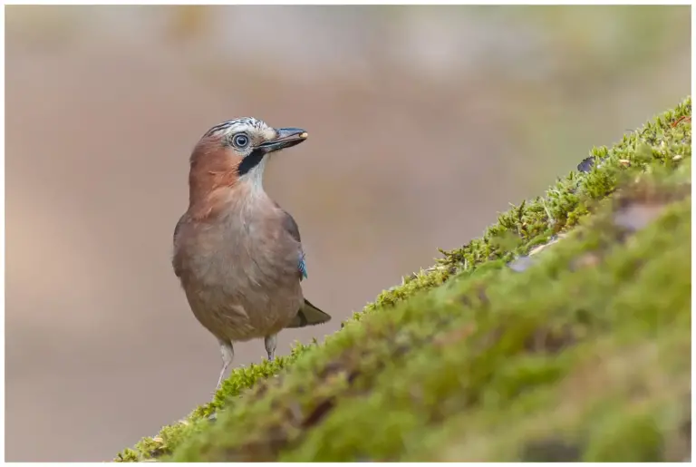 Nötskrika - (Eurasian Jay) - letar föda på marken