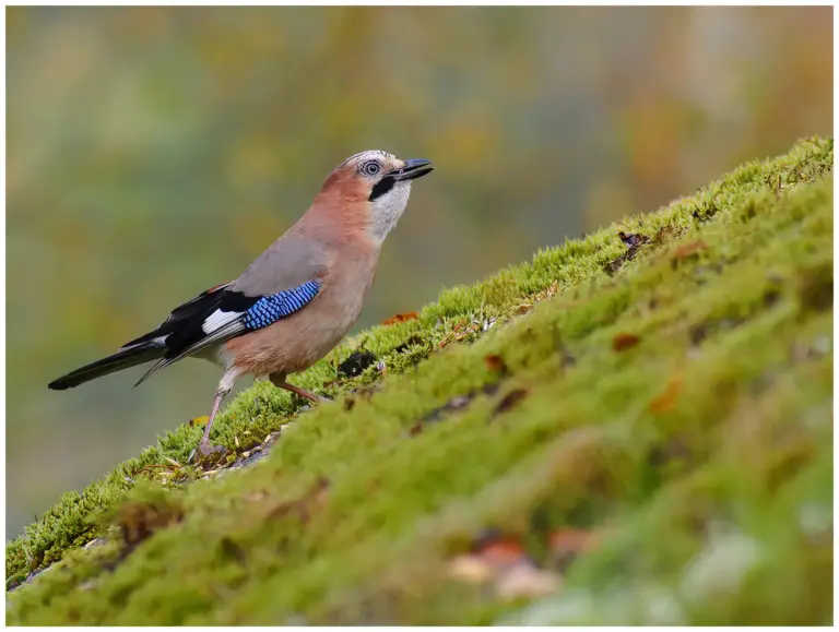 Nötskrika - (Eurasian Jay)