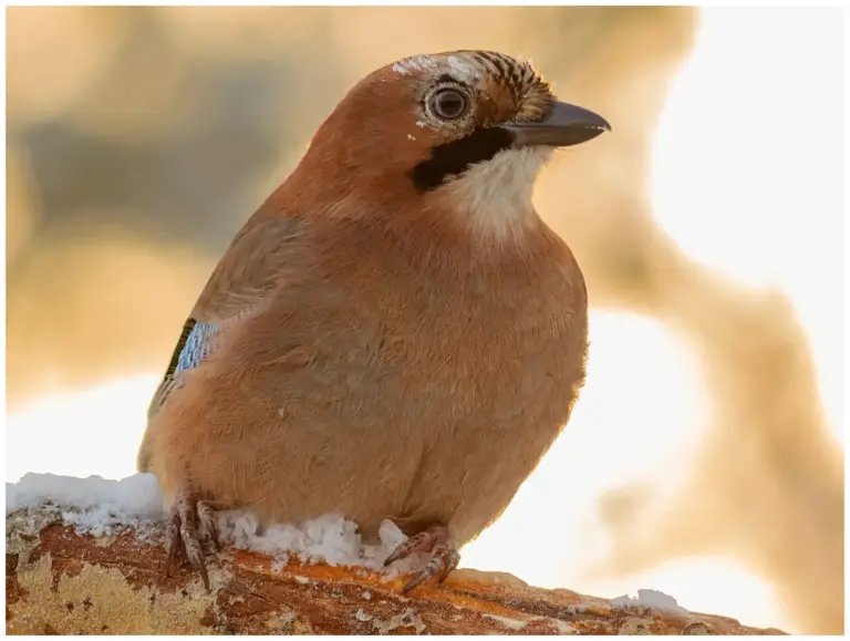 Nötskrika - (Eurasian Jay) - i vinterlandskap