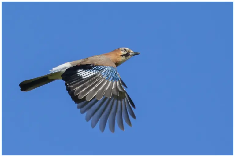 Nötskrika - (Eurasian Jay)