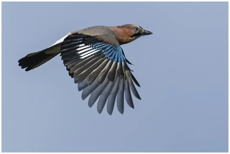 Nötskrika - (Eurasian Jay) - flygandes