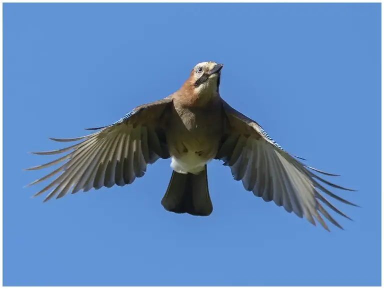 Nötskrika - (Eurasian Jay)