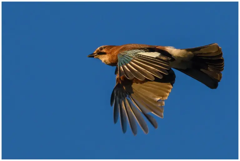 Nötskrika - (Eurasian Jay) - flygande