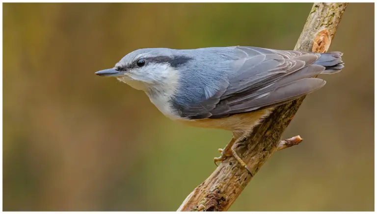 Nötväcka - (Eurasian Nuthatch)