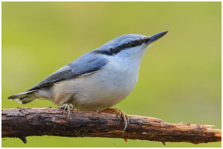 Nötväcka - (Eurasian Nuthatch)