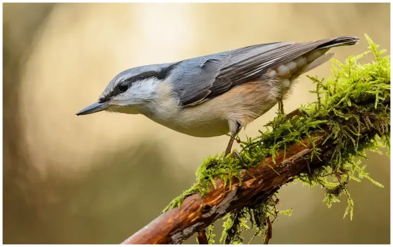 Nötväcka - (Eurasian Nuthatch)