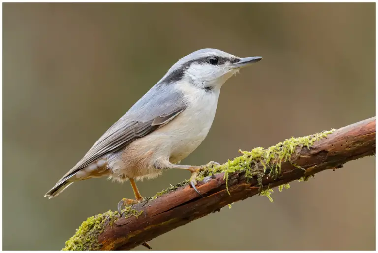 Nötväcka - (Eurasian Nuthatch)