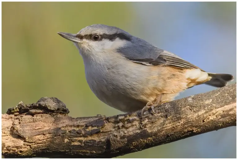 Nötväcka - (Eurasian Nuthatch)