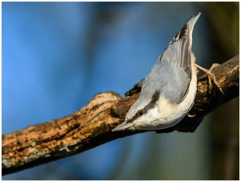 Nötväcka - (Eurasian Nuthatch)