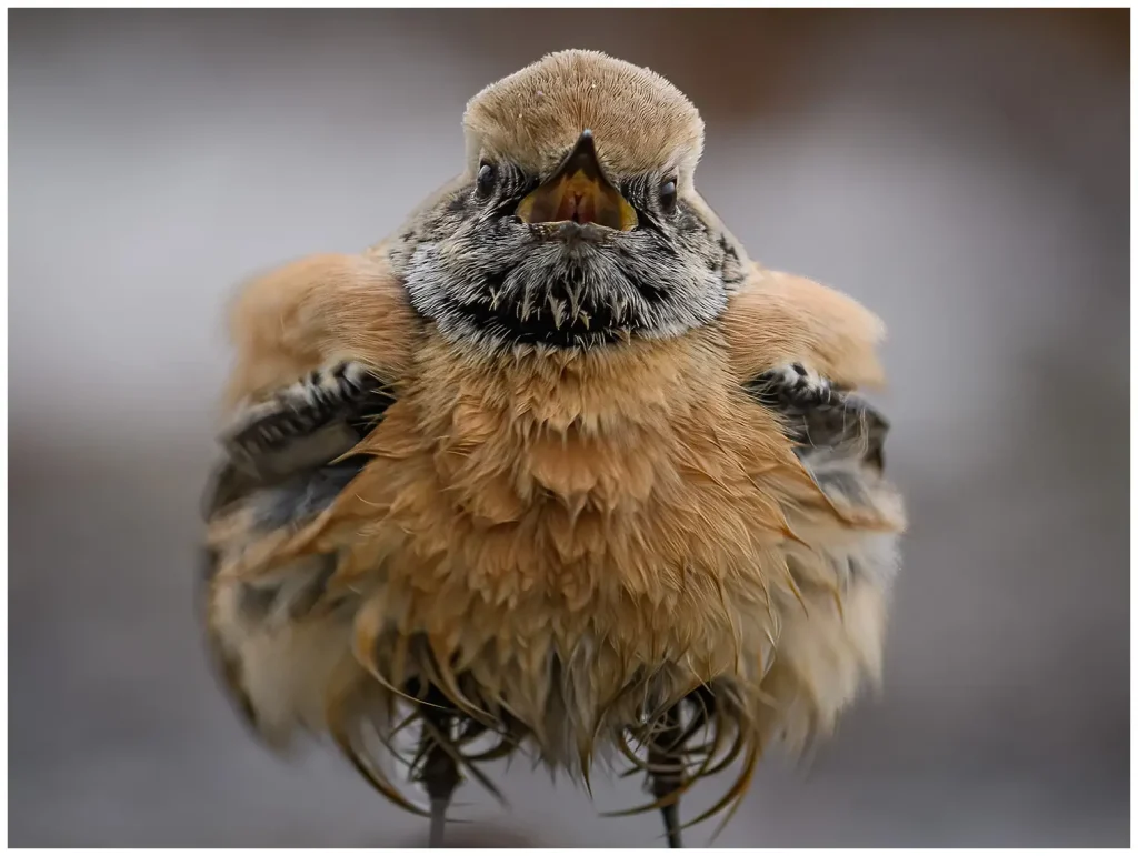 Ökenstenskvätta - (Desert Wheatear) - hane ungfågel framifrån fotograferad i marviken norrköping