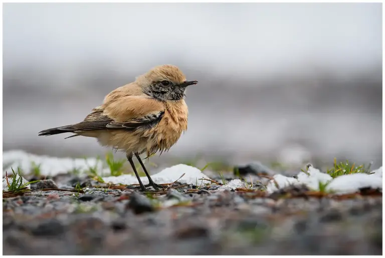 Ökenstenskvätta - Desert Wheatear Ökenstenskvätta - (Desert Wheatear)