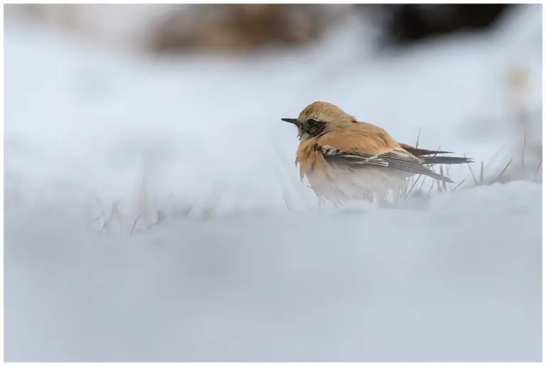 Ökenstenskvätta - Desert Wheatear Ökenstenskvätta - (Desert Wheatear) hane 1k i snö