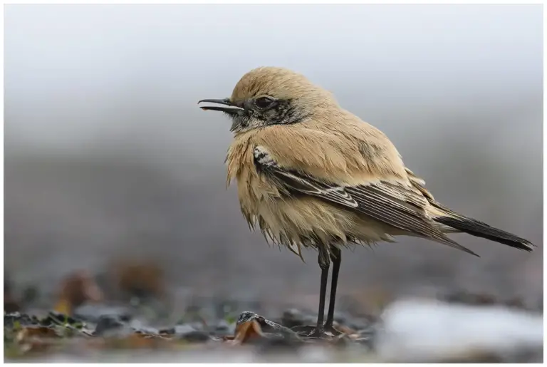 Ökenstenskvätta - Desert Wheatear Ökenstenskvätta - (Desert Wheatear) i profil