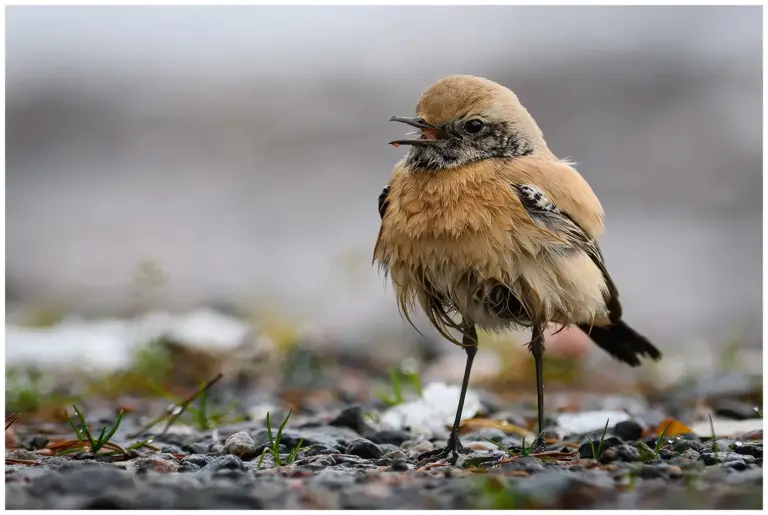 Ökenstenskvätta - Desert Wheatear Ökenstenskvätta - (Desert Wheatear)