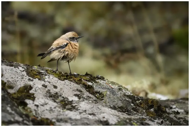 Ökenstenskvätta - Desert Wheatear Ökenstenskvätta - (Desert Wheatear)