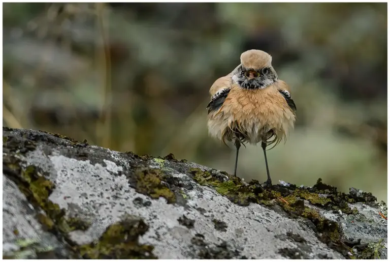 Ökenstenskvätta - Desert Wheatear Ökenstenskvätta - (Desert Wheatear)