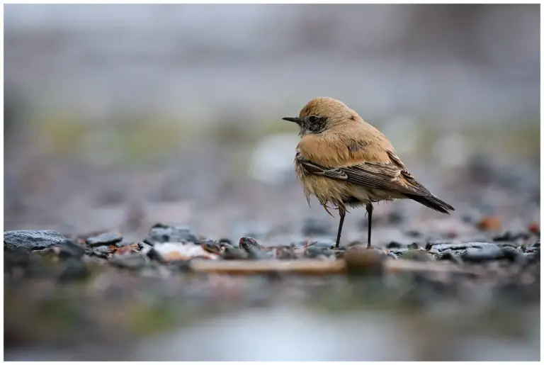 Ökenstenskvätta - Desert Wheatear Ökenstenskvätta - (Desert Wheatear) - hane ungfågel