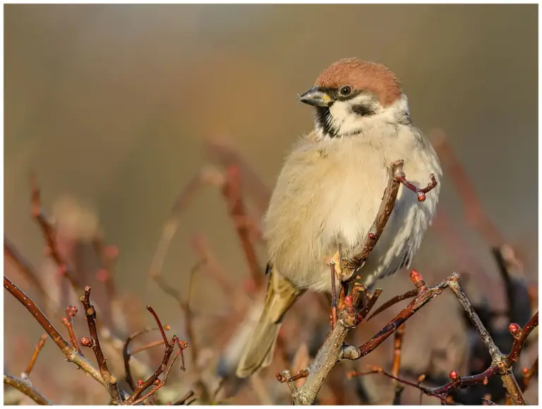 Pilfink - (Passer montanus)