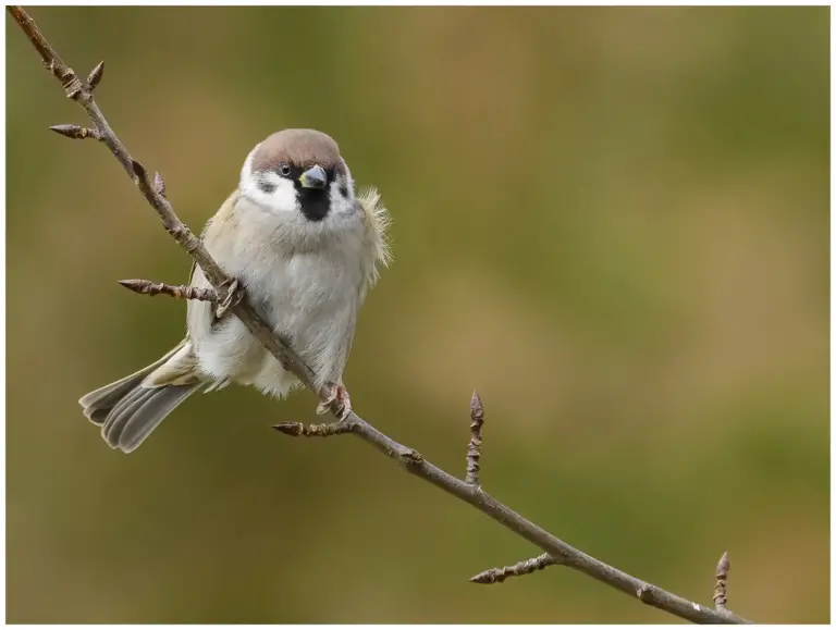 Pilfink - (Passer montanus)